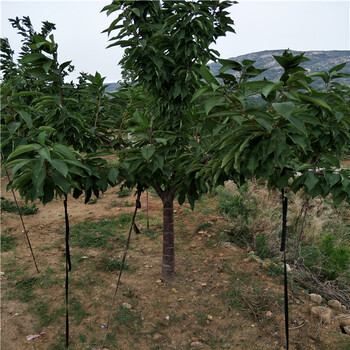 二公分杏樹苗推薦果樹苗好品種,紅肉蘋果苗