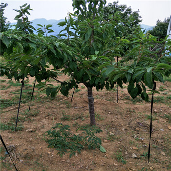 杏樹苗,找果樹苗苗圃,紅梨樹苗