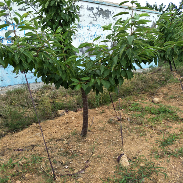 二公分杏树多少钱出售,矮化苹果苗