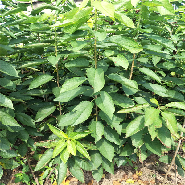 嫁接杏树苗,种植基地简介,哪里有大片杏树