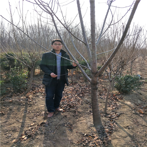 梨樹(shù)苗哪里有,紅肉蘋(píng)果苗