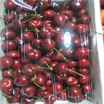 杏樹(shù)苗,農(nóng)戶自家出售,哪里有大片杏樹(shù)