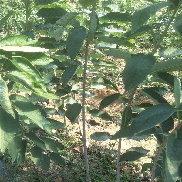 二公分杏樹推薦果樹苗好品種,紅梨樹苗