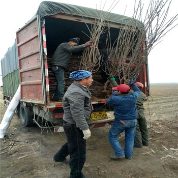 华硕苹果树多少钱一株,二公分苹果树苗多少钱