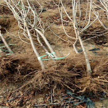 杏樹(shù)苗多少錢出售,柱狀蘋(píng)果苗