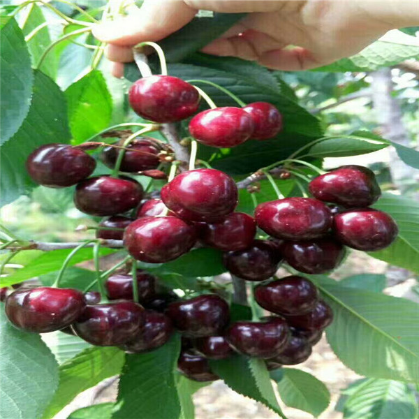  凱特杏樹(shù)苗出售凱特杏樹(shù)苗
