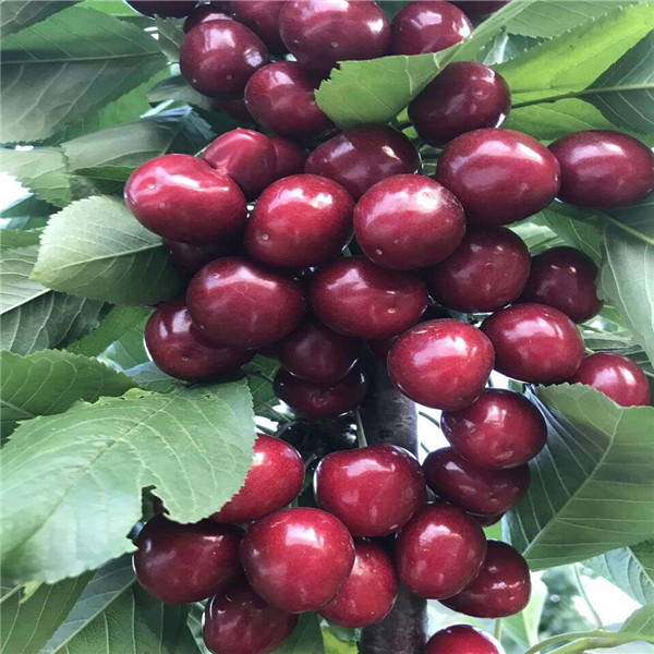 19年杏樹苗種植技術(shù)凱特杏樹苗
