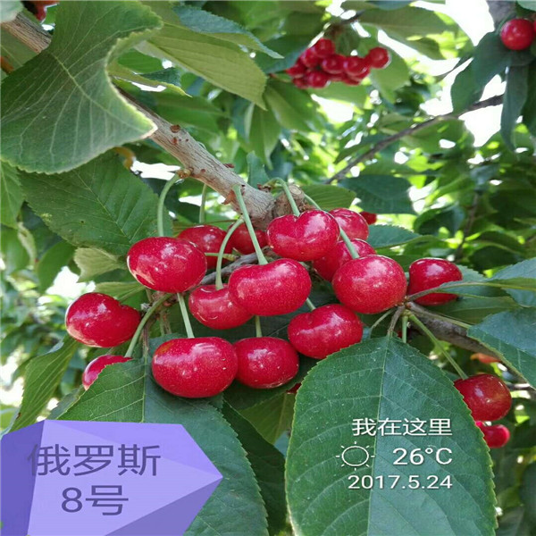 杏樹(shù)苗,基地批發(fā),柱狀蘋果苗