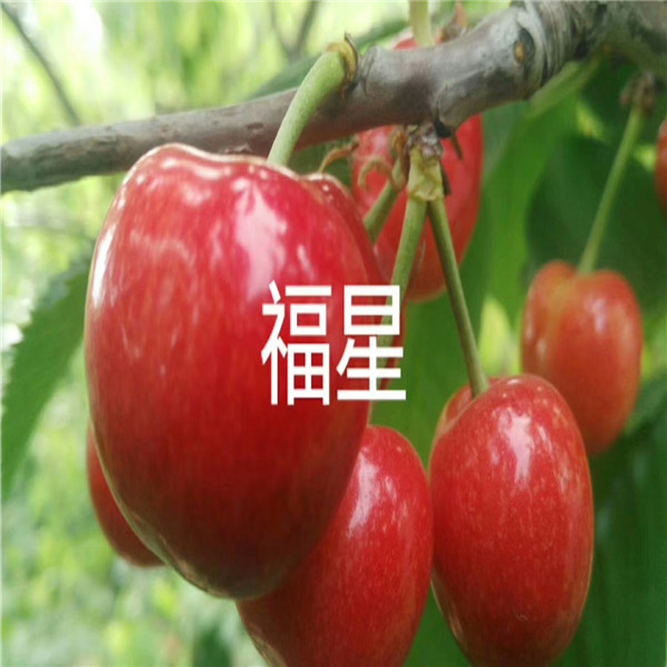 杏樹苗,找果樹苗苗圃,矮化蘋果苗