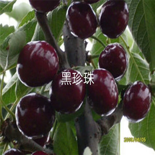 嫁接杏樹苗,報(bào)價(jià)價(jià)格多少,大量買多少錢賣