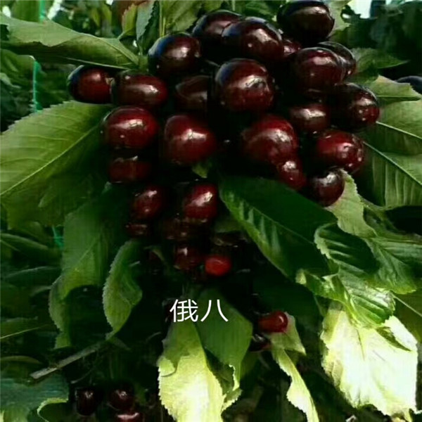 嫁接杏樹苗,批發(fā)基地,尋找大面杏苗買