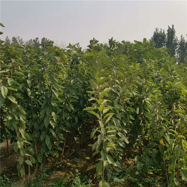 梨樹苗,出售價(jià)錢,紅肉蘋果苗
