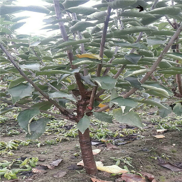 杏樹(shù)苗起批多少錢一棵,矮化蘋果苗