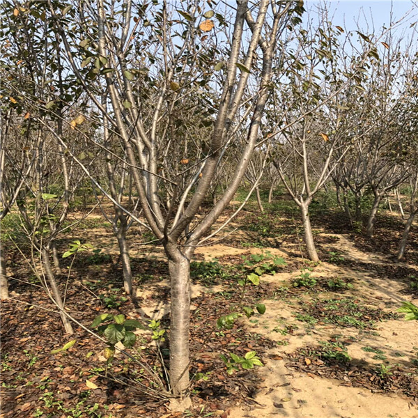 杏樹苗,賣家哪家好,紅梨樹苗