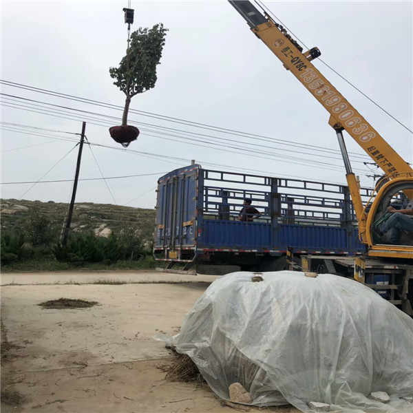 嫁接梨树苗多少钱一棵,柱状苹果苗