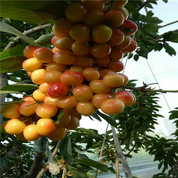 杏樹(shù)苗出售,杏樹(shù)批發(fā)基地