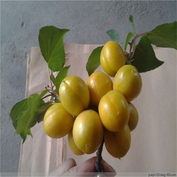 梨樹苗,出售價(jià)錢,紅肉蘋果苗