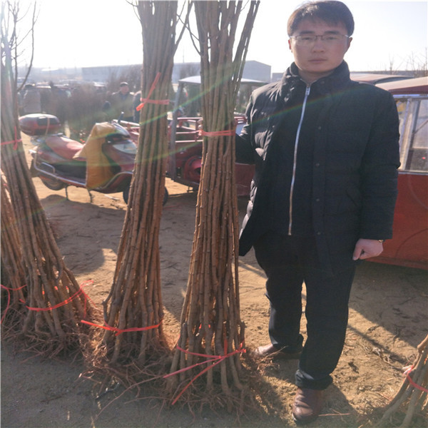 杏樹苗,基地批發,富士蘋果苗