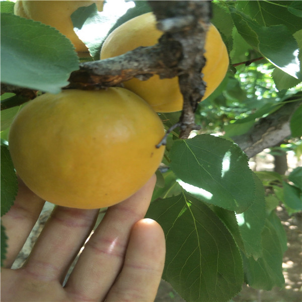  杏树苗品种好的珍珠油杏树苗