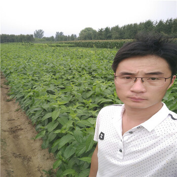 金太陽杏樹苗種植珍珠油杏樹苗