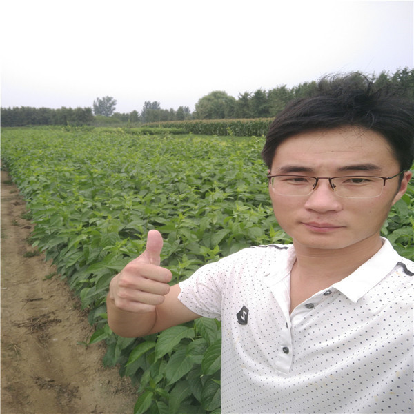 嫁接梨樹苗供應(yīng)商電話,矮化蘋果苗