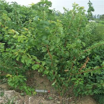 蜜脆蘋果樹多少錢起批,1公分蘋果苗出售