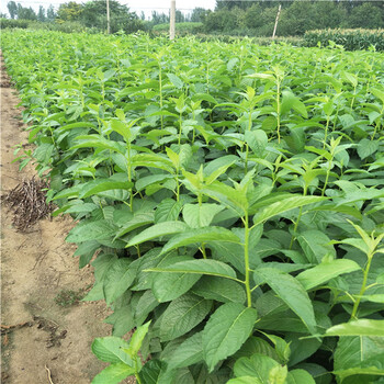 烟富8苹果树苗,批发基地,一公分苹果苗报价