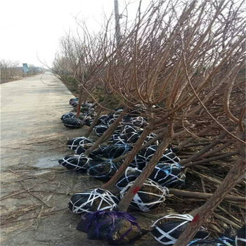 杏樹多少錢一棵,柱狀蘋果苗