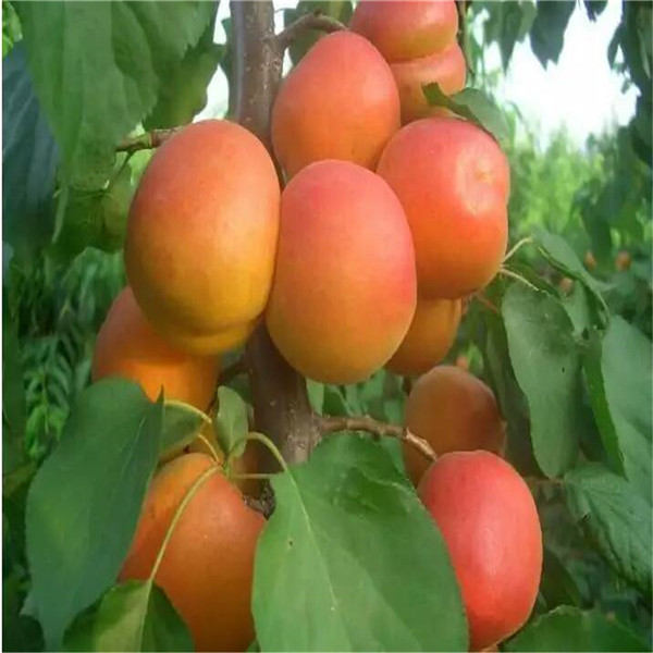 杏樹苗推薦果樹苗好品種,紅梨樹苗