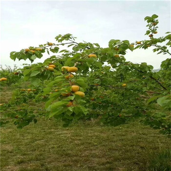 蜜脆苹果树哪里有,一公分苹果苗报价