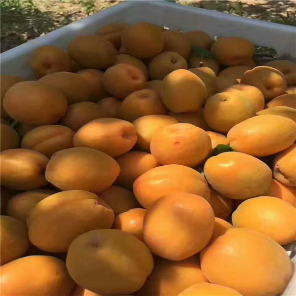 杏樹,找果樹苗苗圃,哪里有大片杏樹