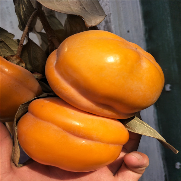 核桃樹基地,哪里賣的便宜,紅肉蘋果苗