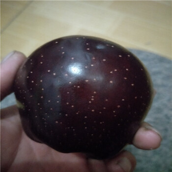 嫁接梨樹(shù)苗哪里有賣的,紅梨樹(shù)苗