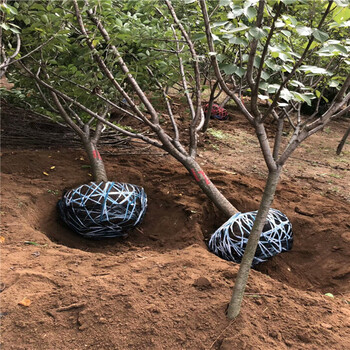 黑鉆蘋果樹苗哪里有賣的,二公分蘋果樹苗多少錢