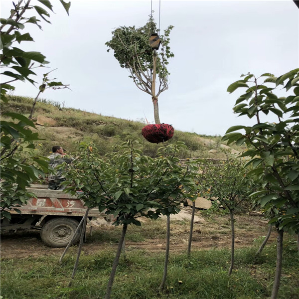 二公分杏苗现在价格,柱状苹果苗