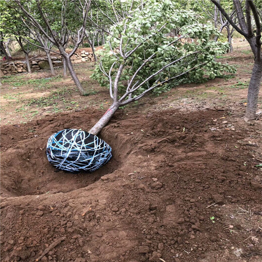 鲁丽苹果苗,农户自家出售,1公分苹果苗出售