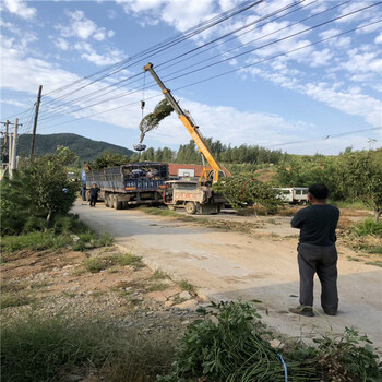 烟富8苹果树起批多少钱一棵,一公分苹果树基地