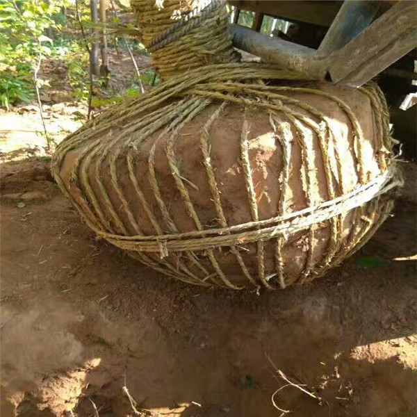 嫁接杏樹苗,批發(fā)基地,尋找大面杏苗買
