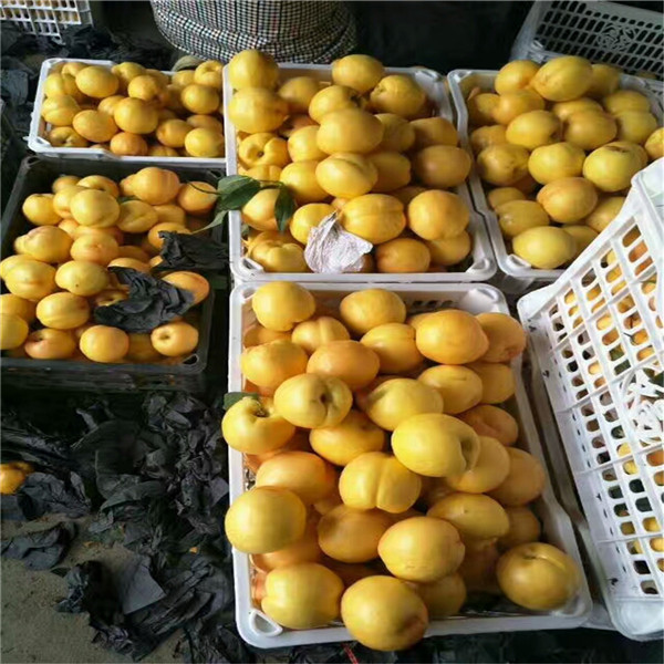 杏树多少钱一株,山东怎么卖杏树