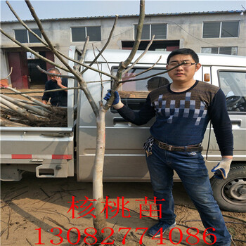 紅梨樹苗，早酥紅梨口感怎么樣