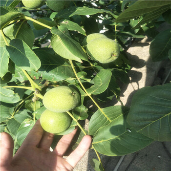 豐香草莓苗，草莓苗新品種