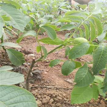 1公分棗樹(shù)椰棗樹(shù)苗哪里有賣(mài)