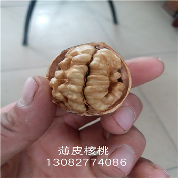 梨樹苗怎么培育，什么梨樹苗好