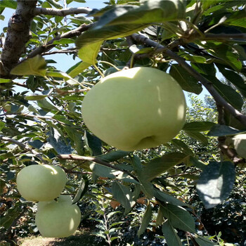 蘋(píng)果苗價(jià)格，山西蘋(píng)果苗出售