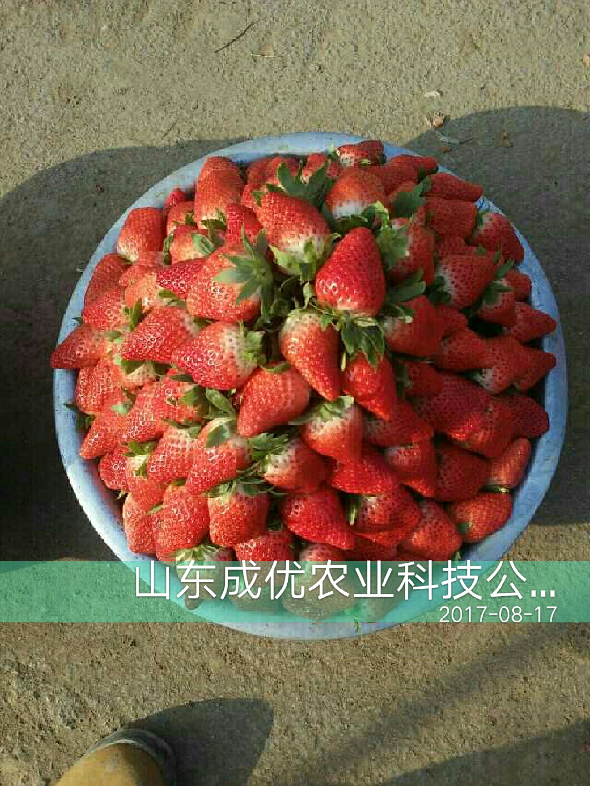 牛奶草莓苗，盆栽草莓苗怎么種