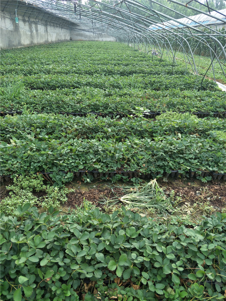 草莓苗一棵多少錢，山東牛奶草莓基地