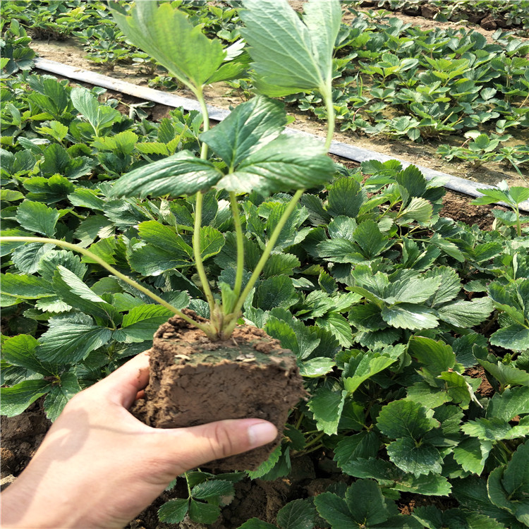 草莓苗，草莓苗多大可以結(jié)果