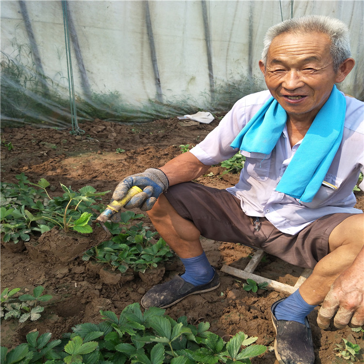 草莓苗種苗，草莓苗種植技術(shù)