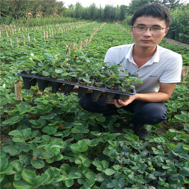 牛奶草莓苗，草莓苗技術(shù)