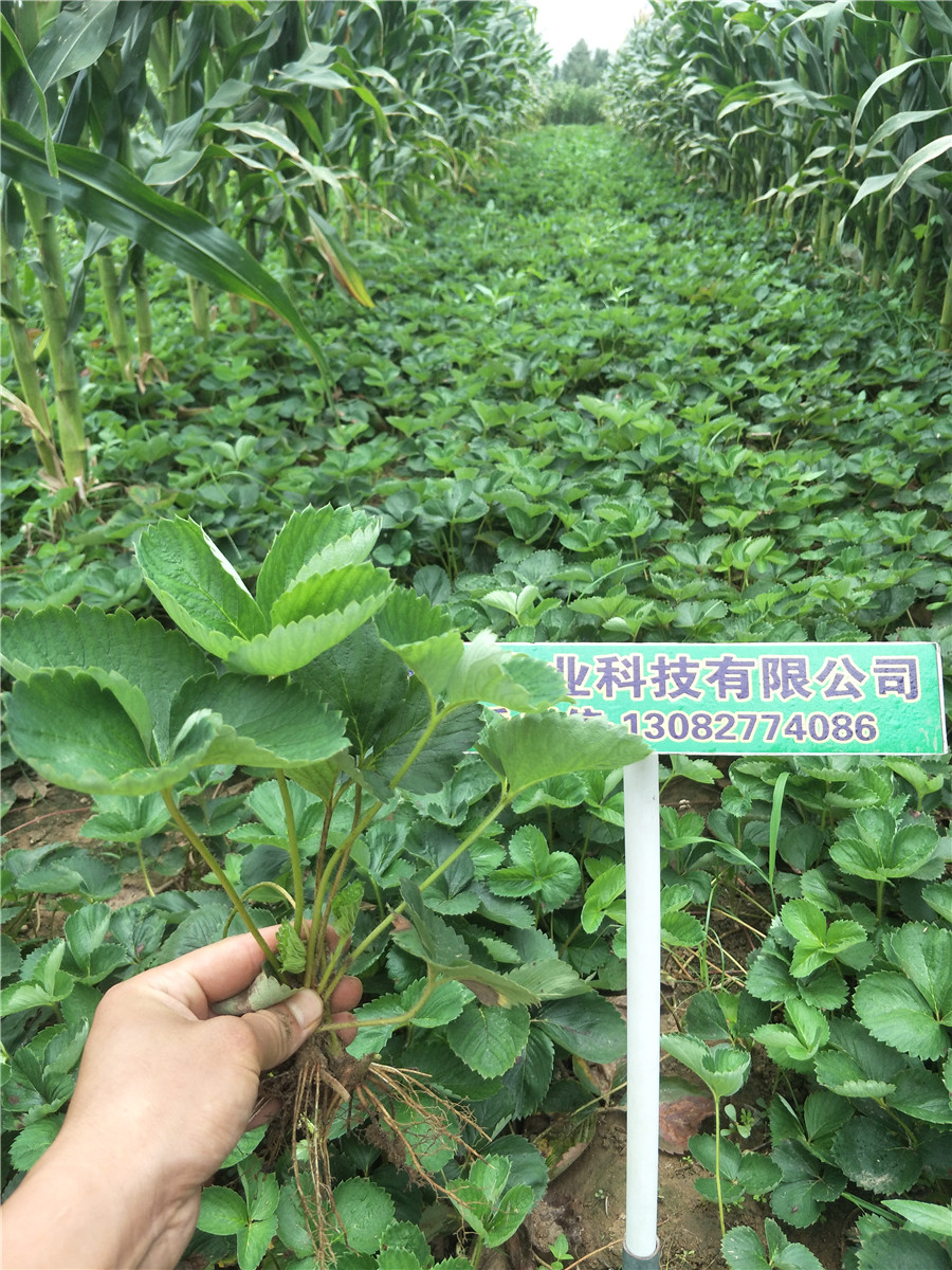 白草莓苗，草莓苗技術(shù)